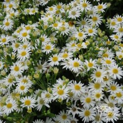 Aster ageratoides Starshine