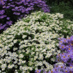 Aster ageratoides Starshine