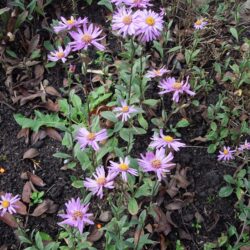 Aster amellus Brilliant