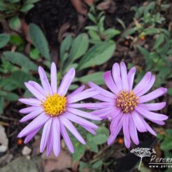 Aster amellus Brilliant