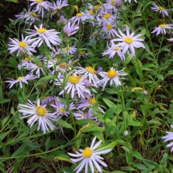 Aster amellus Rudolf Goethe