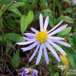 Aster amellus Rudolf Goethe