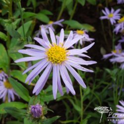 Aster amellus Rudolf Goethe