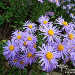 Aster amellus Sonora