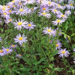 Aster amellus Sonora