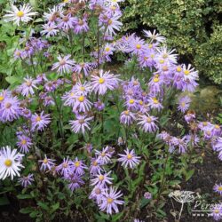 Aster amellus Sonora