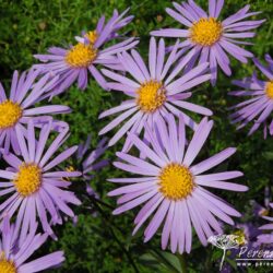 Aster amellus Vanity