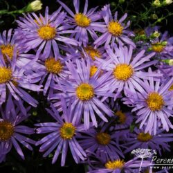 Aster amellus Vanity