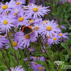 Aster amellus Vanity