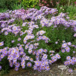 Aster amellus Vanity