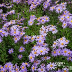 Aster amellus Vanity