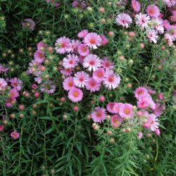 Symphyotrichum novae-angliae Anabelle de Chazal