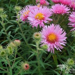 Symphyotrichum novae-angliae Anabelle de Chazal