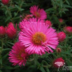 Symphyotrichum novae-angliae Andenken an Alma Potsche