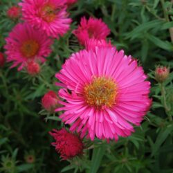 Symphyotrichum novae-angliae Andenken an Alma Potsche