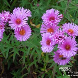 Symphyotrichum novae-angliae Brunswick