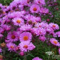 Symphyotrichum novae-angliae Brunswick