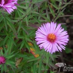 Symphyotrichum novae-angliae Brunswick