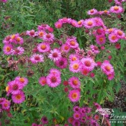 Symphyotrichum novae-angliae Collwall Orbit