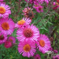 Symphyotrichum novae-angliae Collwall Orbit