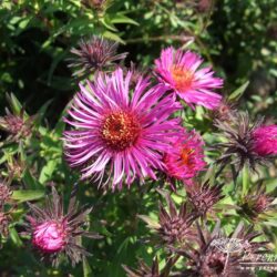 Symphyotrichum novae-angliae Incomparabilis