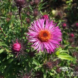 Symphyotrichum novae-angliae Incomparabilis