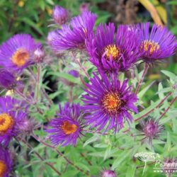 Symphyotrichum novae-angliae Marina Wolkonsky