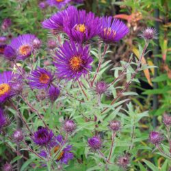 Symphyotrichum novae-angliae Marina Wolkonsky