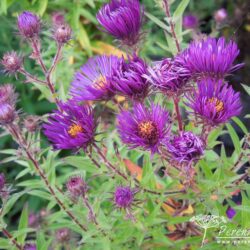 Symphyotrichum novae-angliae Marina Wolkonsky