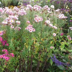 Symphyotrichum novae-angliae Pink Parfait