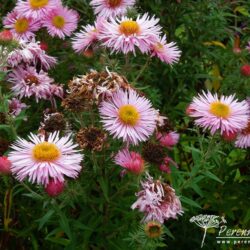 Symphyotrichum novae-angliae Pink Parfait