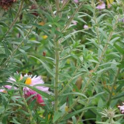 Symphyotrichum novae-angliae Pink Parfait