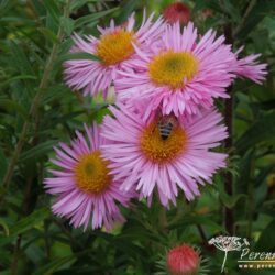 Symphyotrichum novae-angliae Pink Parfait