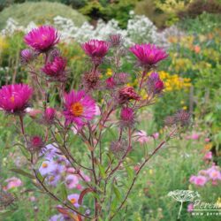 Symphyotrichum novae-angliae September Ruby