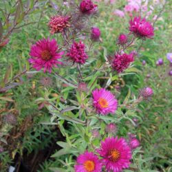 Symphyotrichum novae-angliae September Ruby