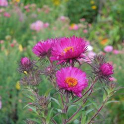 Symphyotrichum novae-angliae September Ruby