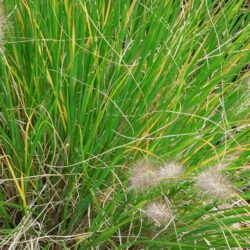 Pennisetum alopecuroides Hameln