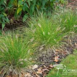 Pennisetum alopecuroides Hameln