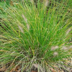 Pennisetum alopecuroides Hameln