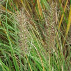 Pennisetum alopecuroides Hameln