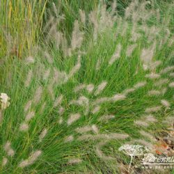 Pennisetum alopecuroides Hameln