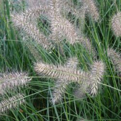 Pennisetum alopecuroides Hameln