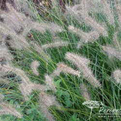 Pennisetum alopecuroides Hameln