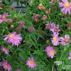 Symphyotrichum dumosus Anneke