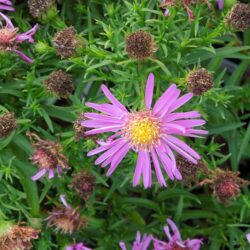 Symphyotrichum dumosus Anneke