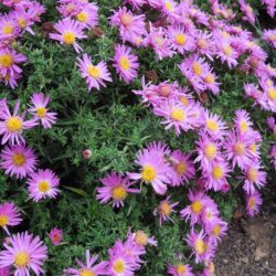 Symphyotrichum dumosus Anneke