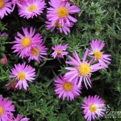 Symphyotrichum dumosus Anneke