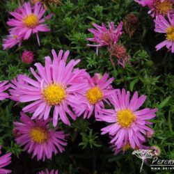 Symphyotrichum dumosus Anneke