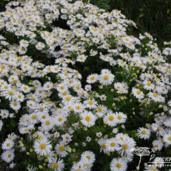 Symphyotrichum dumosus Apollo