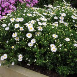 Symphyotrichum dumosus Apollo